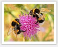 two bees on a pink flower